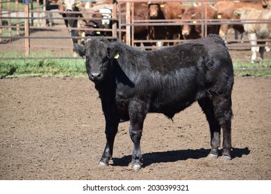 116 Crossbreeding cattle Images, Stock Photos & Vectors | Shutterstock