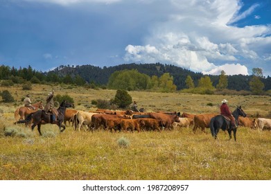 Cattle Roundup In Montana USA