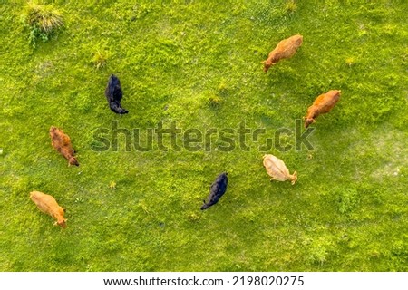 Cattle seen from above. Cows are grazing in grassland top down helicopter view.