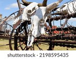 Cattle skulls on a wagon at 1880 Town in South Dakota