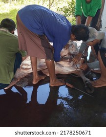 Cattle Slaughter Process At The Feast Of Eid Al-adha. Sunday 10 July 2022 Tegal Indonesia