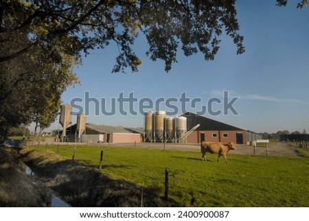 Cattle stable in the surrounding of Rucphen  in  the provence Noord-brabant, the netherland