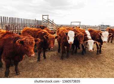 Cattle Standing In A Feedlot