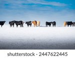 Cattle standing in a row on a snow covered field at a Western Ranch in Alberta Canada