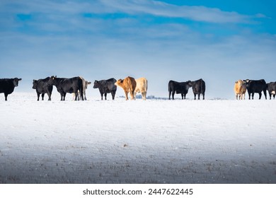 Cattle standing in a row on a snow covered field at a Western Ranch in Alberta Canada - Powered by Shutterstock