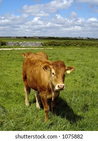 Cattle starring