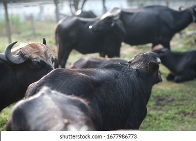 Crossbreed Cattle Images Stock Photos Vectors Shutterstock