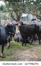 Unhealthy Cattle Stock Photos Images Photography Shutterstock