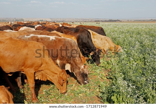 Cattle strip grazing cover\
crops with movable electrical fencing on a rural farm, South\
Africa\
