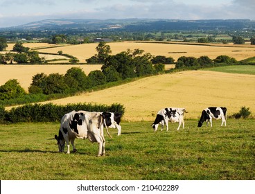 Cattle summer grazing on Somerset Levels