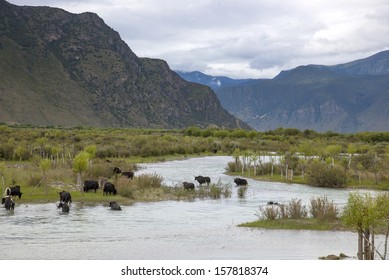 Cattle Swimming In China Tibet