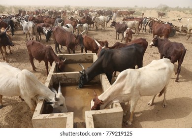 A Cattle Of Thirsty Cows Drinking In A Arid Aera Of Chad. The Water Provides From A Well Nearby. 