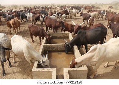 A Cattle Of Thirsty Cows Drinking In A Arid Aera Of Chad. The Water Provides From A Well Nearby. 