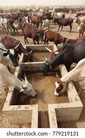 A cattle of thirsty cows drinking in a arid aera of chad. The water provides from a well nearby. 