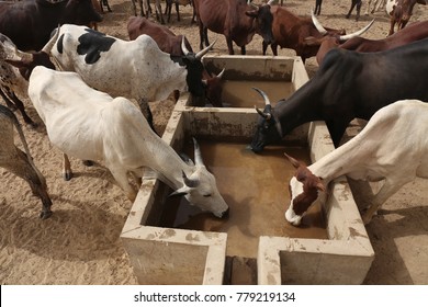 A Cattle Of Thirsty Cows Drinking In A Arid Aera Of Chad. The Water Provides From A Well Nearby. 