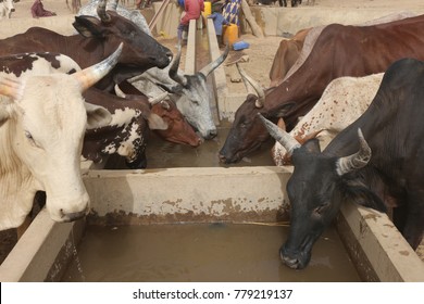 A cattle of thirsty cows drinking in a arid aera of chad. The water provides from a well nearby. 
