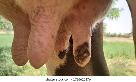 Cattle Tits Infected With Mastitis Disease 