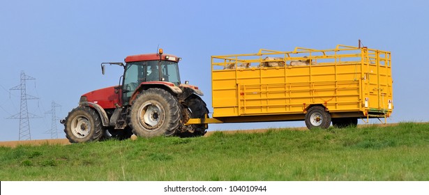 Cattle Truck Carrying Cows On A Country Road