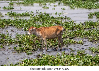 Cattle In Water Of Meghna River