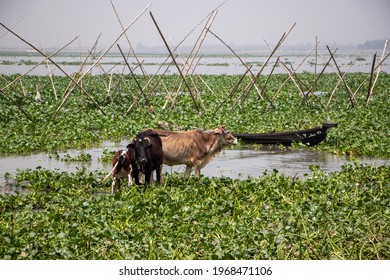 Cattle In Water Of Meghna River