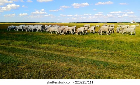 Cattle In The Hortobágy, Wilderness, Changing Colours.