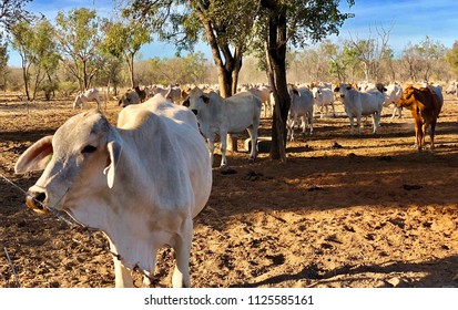 Cattle Yard, Victoria River Region, Northern Territory, Australia