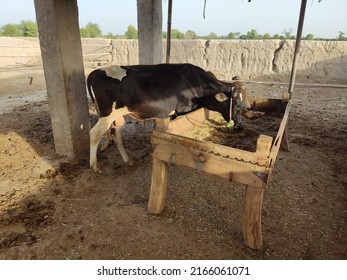 Cattles in Cattle farm in rural Punjab , setup of cattle farm in rural areas of India and Pakistan , cattle's are herding in a village of Punjab 