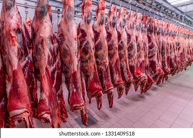 Cattles cut and hanged on hook in a slaughterhouse. Halal cutting.