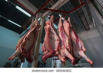 Cattles Cut And Hanged On Hook In A Slaughterhouse. Halal Cutting.Cow Meal In Slaughter House.Slaughterhouse Meat Processing Plant Cut Marble Beef.A Lot Of Frozen Carcasses Hanging In Hook Cold Store.