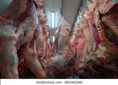 Cattles Cut And Hanged On Hook In A Slaughterhouse. Halal Cutting.Cow Meal In Slaughter House.Slaughterhouse Meat Processing Plant Cut Marble Beef.A Lot Of Frozen Carcasses Hanging In Hook Cold Store.