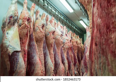 Cattles Cut And Hanged On Hook In A Slaughterhouse. Halal Cutting.Cow Meal In Slaughter House.Slaughterhouse Meat Processing Plant Cut Marble Beef.A Lot Of Frozen Carcasses Hanging In Hook Cold Store.