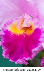 Cattleya