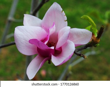 A Cattleya Bloom Is Continuing To Form At California State University, Bakersfield.