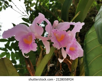 Cattleya Flower, Colombia Symbol In Garden