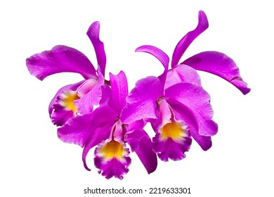 71 Orquídea Morada Stock Photos, Images & Photography | Shutterstock