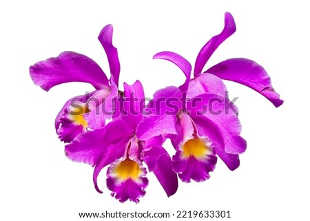 Cattleya gaskelliana is a labiate Cattleya species of orchid. Guarianthe is a colorful purple flowers. Costa Rican national flower. Guaria morada isolated on white background Foto stock © 