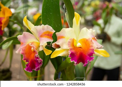 Cattleya lip orchids or “queen of flowers” big showy bloom and often used to make corsage. Cattleyas are epiphytes (air dwelllers),  Cattleya red lip isolated with green leaves