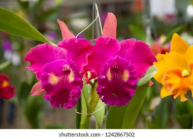 Cattleya Lip Orchids Big Showy Bloom Stock Photo 1242683722 | Shutterstock