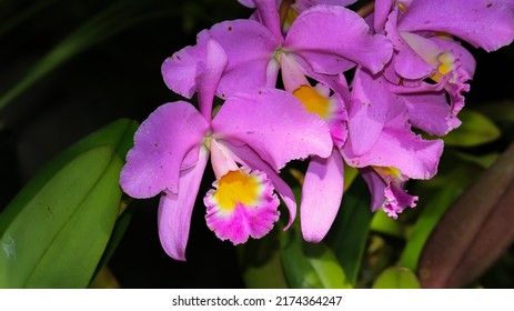 122 Cattleya john lindley Images, Stock Photos & Vectors | Shutterstock