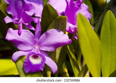 Cattleya orchid.