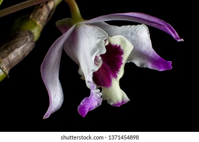 Cattleya Orchid Closeup In Colombia