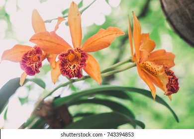 cattleya ,orchid flower garden