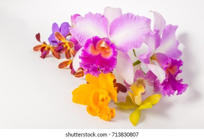 cattleya orchid flower on white
