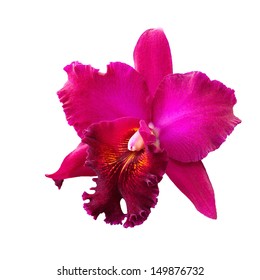 Pink Cattleya Orchid Images, Stock Photos & Vectors  Shutterstock