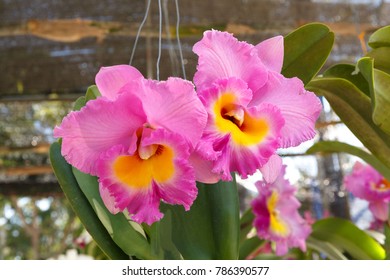 22 Catalina Orchid Images, Stock Photos & Vectors | Shutterstock