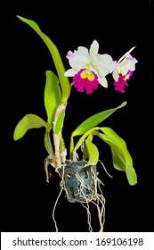 Cattleya orchid, violet and white  with long roots on isolate black .