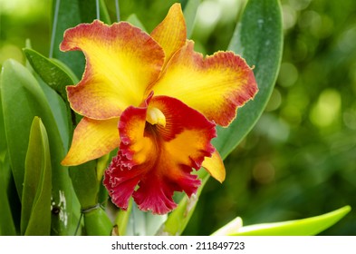 Cattleya Orchids