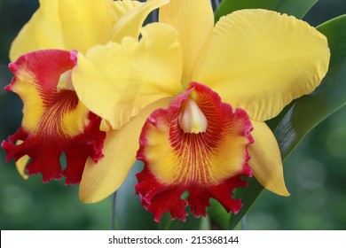 Cattleya Orchids