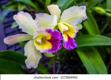 Cattleya Orchids In The Garden