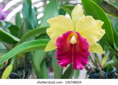 Cattleya Orchids Thailand Stock Photo 136748024 | Shutterstock